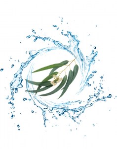 Ανθόνερο Ευκάλυπτος 